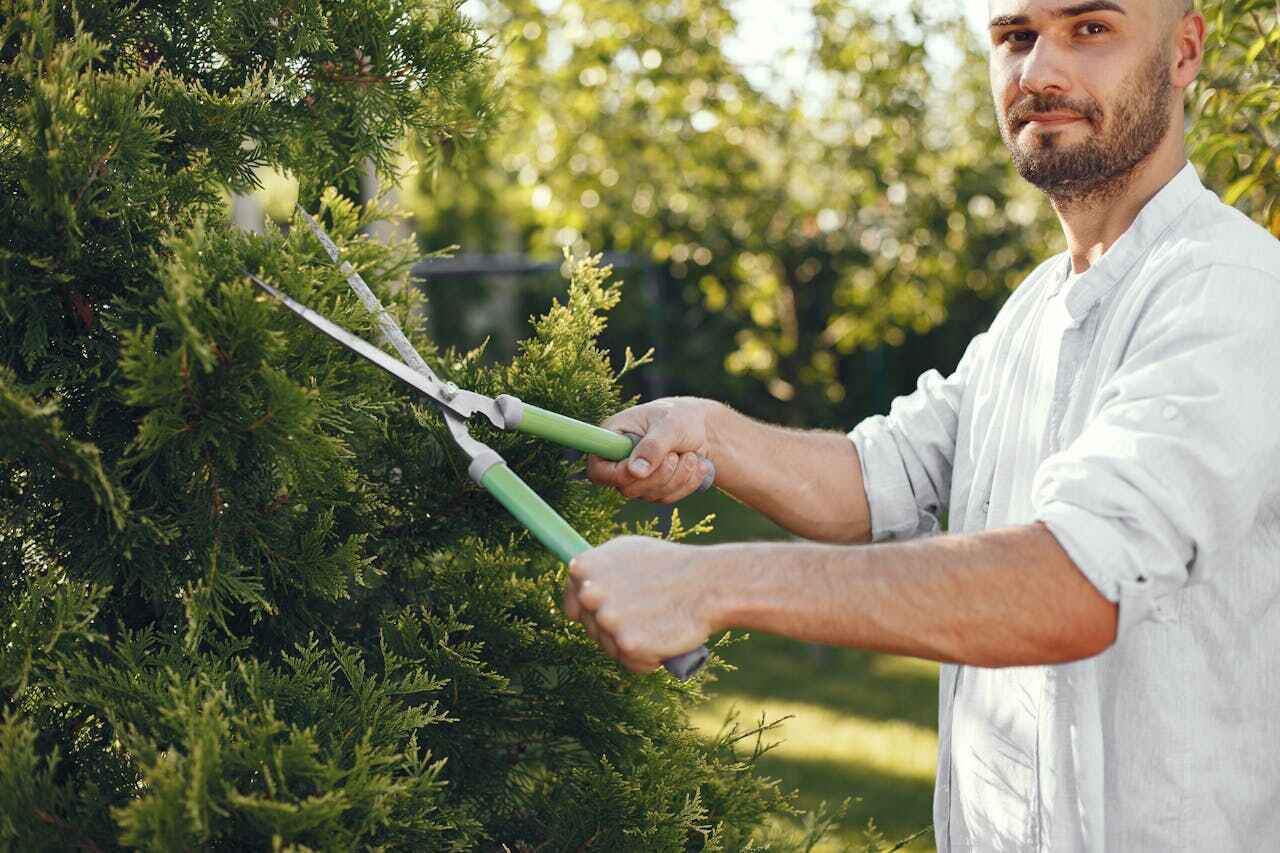 Trusted Lake City, MN Tree Service Experts